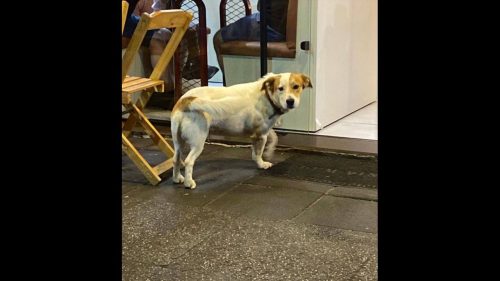 Cachorro é encontrado no bairro Centro Cachorro é encontrado no bairro Centro