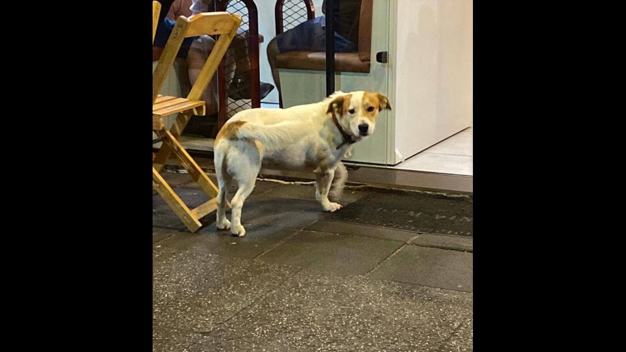 Cachorro é encontrado no bairro Centro