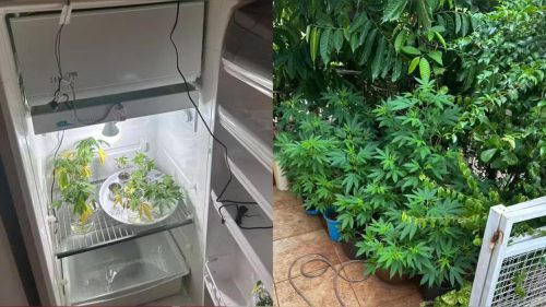 Professor é preso em flagrante por cultivar maconha dentro de casa no Paraná Professor é preso em flagrante por cultivar maconha dentro de casa no Paraná