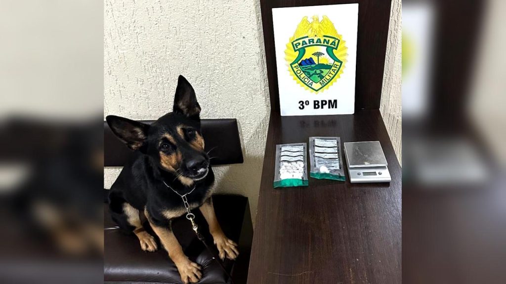 Cão de faro auxilia na apreensão de drogas em Pato Branco