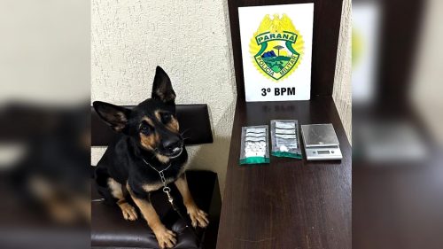 Cão de faro auxilia na apreensão de drogas em Pato Branco Cão de faro auxilia na apreensão de drogas em Pato Branco