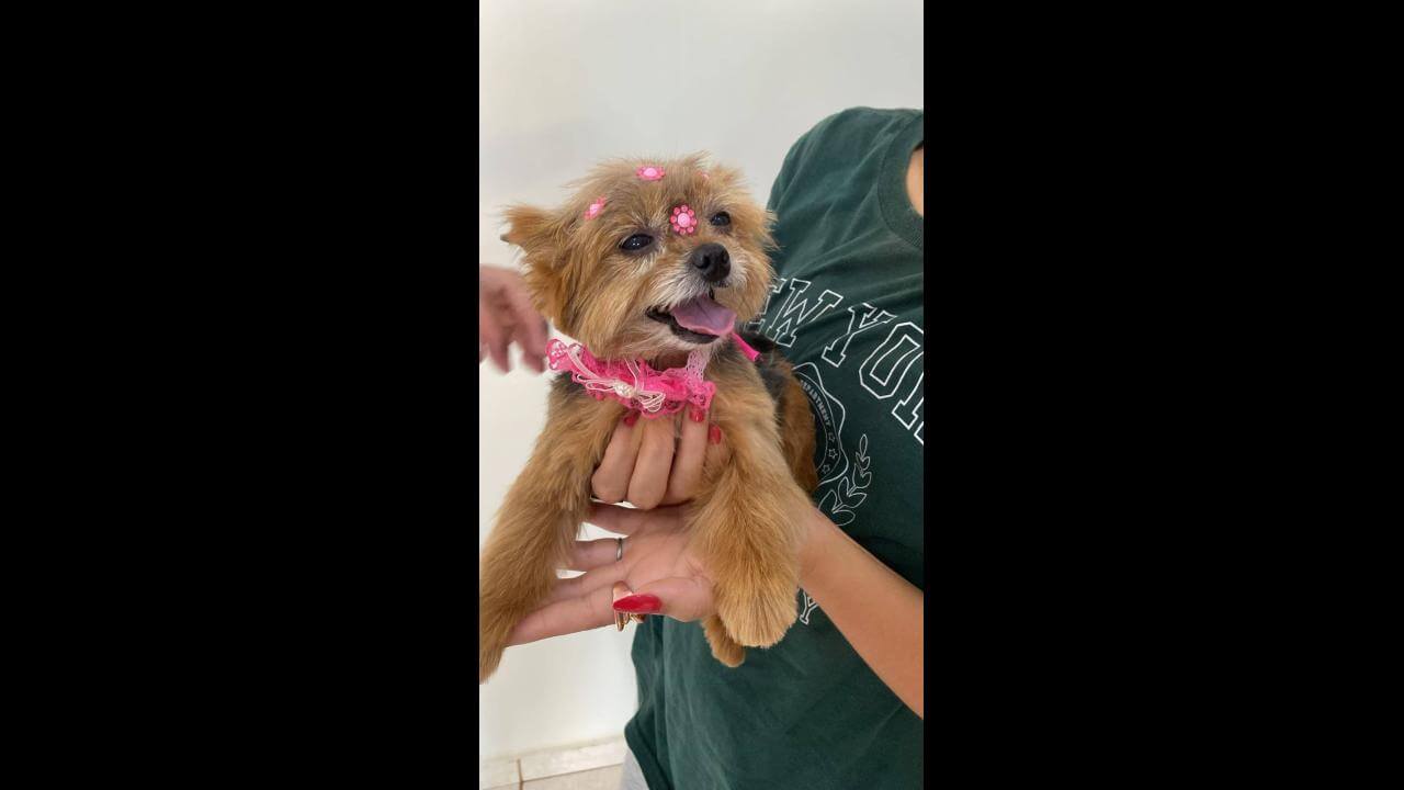 Cachorra é encontrada no bairro Ciro Nardi Cachorra é encontrada no bairro Ciro Nardi