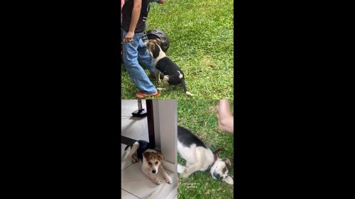 Cachorra Lili desapareceu no bairro Universitário Cachorra Lili desapareceu no bairro Universitário