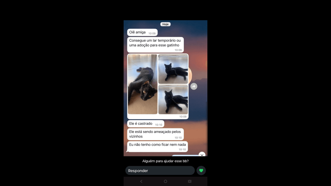 Gato é encontrado no bairro Brasília Gato é encontrado no bairro Brasília