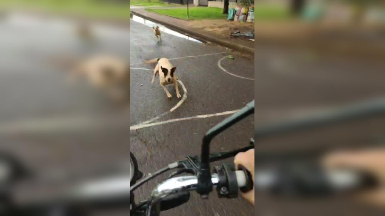 Cachorros avançam em motociclista no Bairro Paulo Godoy Cachorros avançam em motociclista no Bairro Paulo Godoy