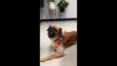 Cachorra Diva desapareceu no bairro São Cristóvão Cachorra Diva desapareceu no bairro São Cristóvão