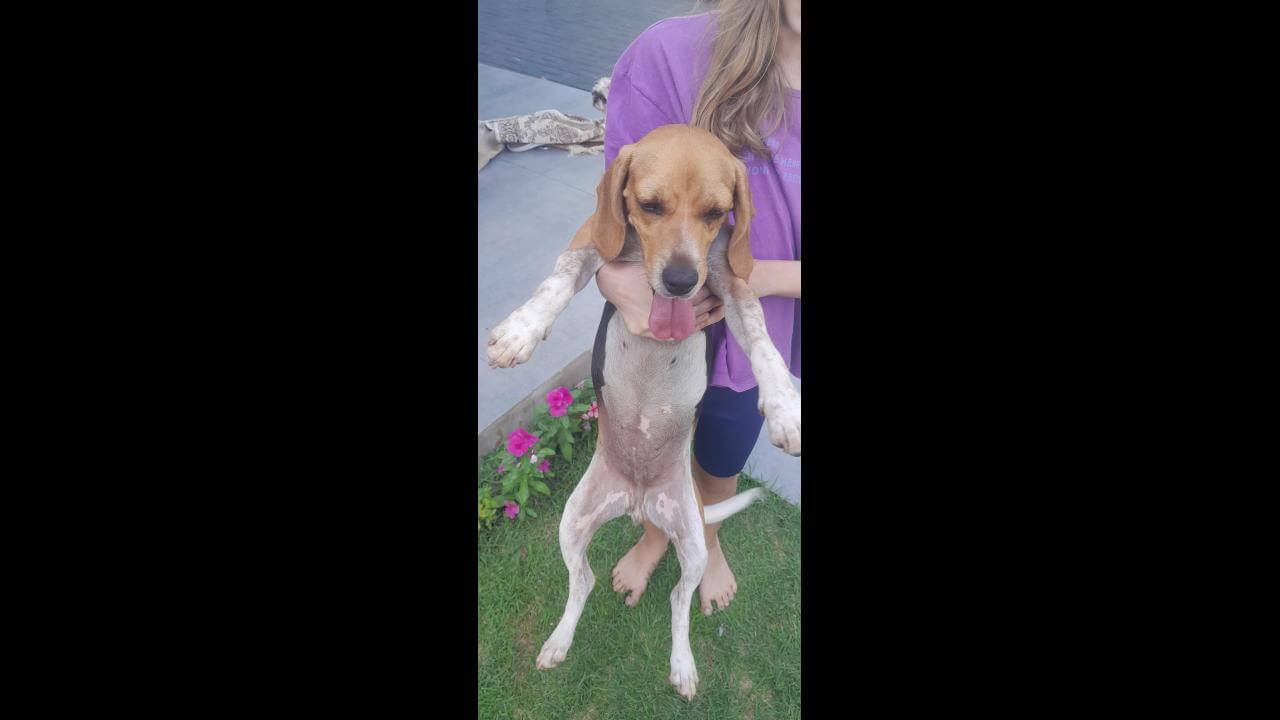 Cachorra é encontrada no bairro São Cristóvão Cachorra é encontrada no bairro São Cristóvão