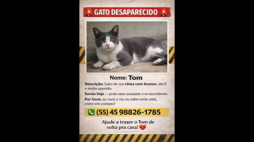 Gato Tom desapareceu no bairro Maria Luiza Gato Tom desapareceu no bairro Maria Luiza
