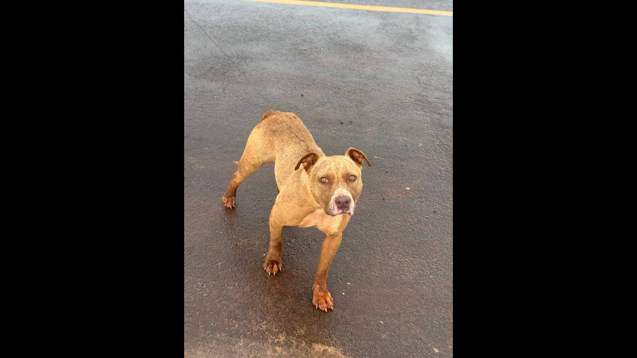 Cachorra é encontrada no bairro Brasmadeira