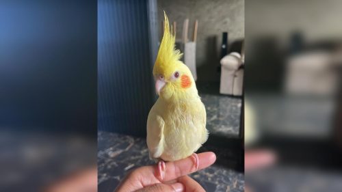 Calopsita Panqueca desapareceu no bairro Fag Calopsita Panqueca desapareceu no bairro Fag