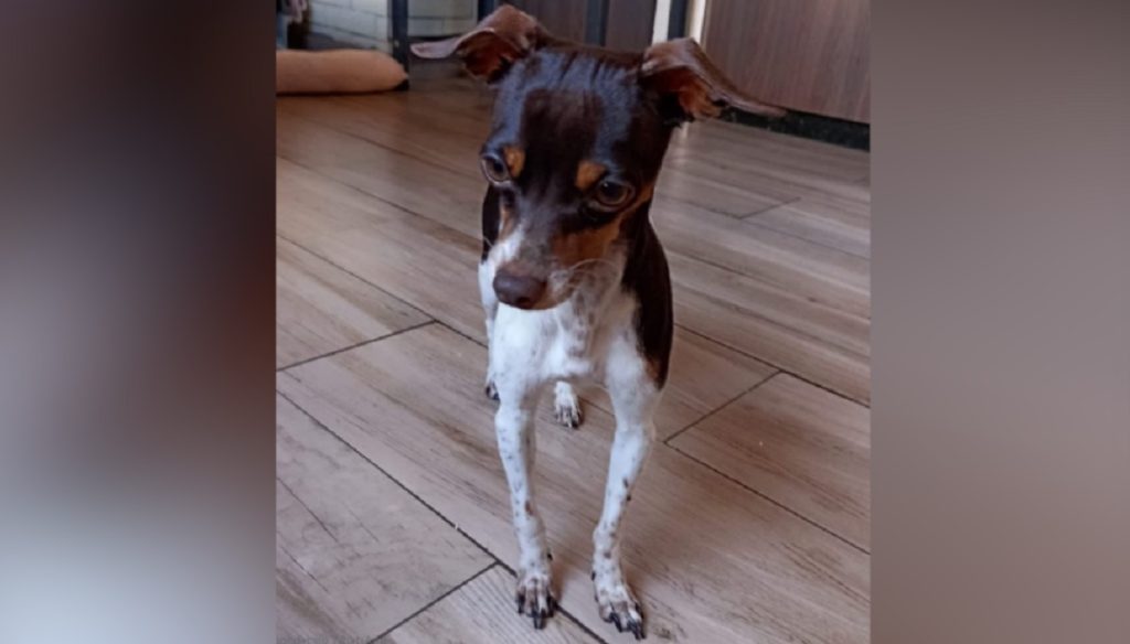 Recompensa de R$ 1.000 mobiliza buscas por Chico, cão desaparecido em Cascavel