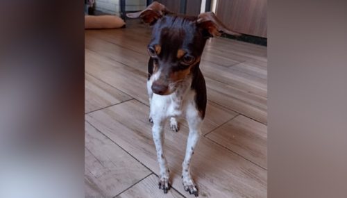 Recompensa de R$ 1.000 mobiliza buscas por Chico, cão desaparecido em Cascavel Recompensa de R$ 1.000 mobiliza buscas por Chico, cão desaparecido em Cascavel