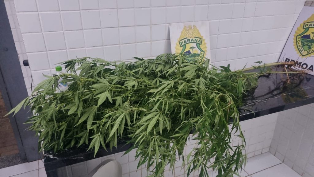 Homem é flagrado cultivando quatro pés de maconha no quintal de casa no bairro Floresta Homem é flagrado cultivando quatro pés de maconha no quintal de casa no bairro Floresta