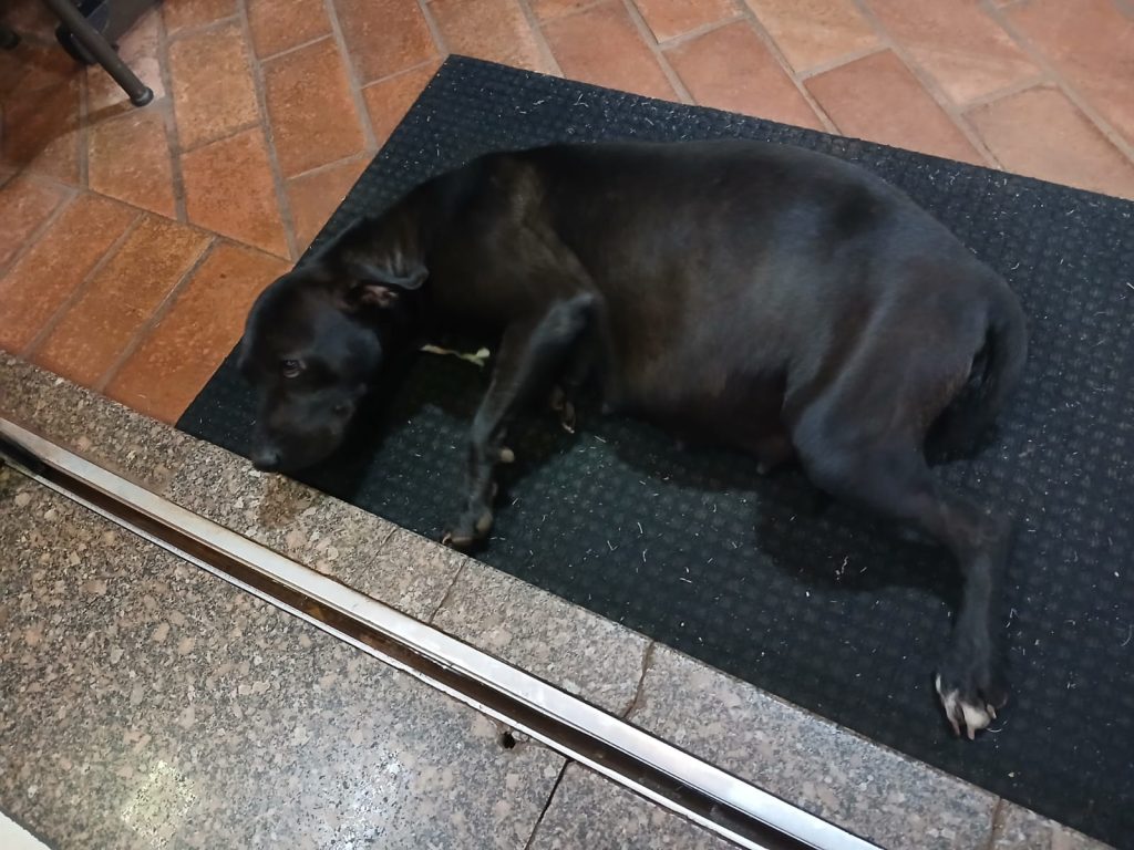 Alguém consegue adotar uma cachorra prenha, muito carinhosa que está abandonada?