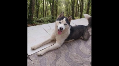 Cachorro Jack desapareceu no bairro Colonial Cachorro Jack desapareceu no bairro Colonial