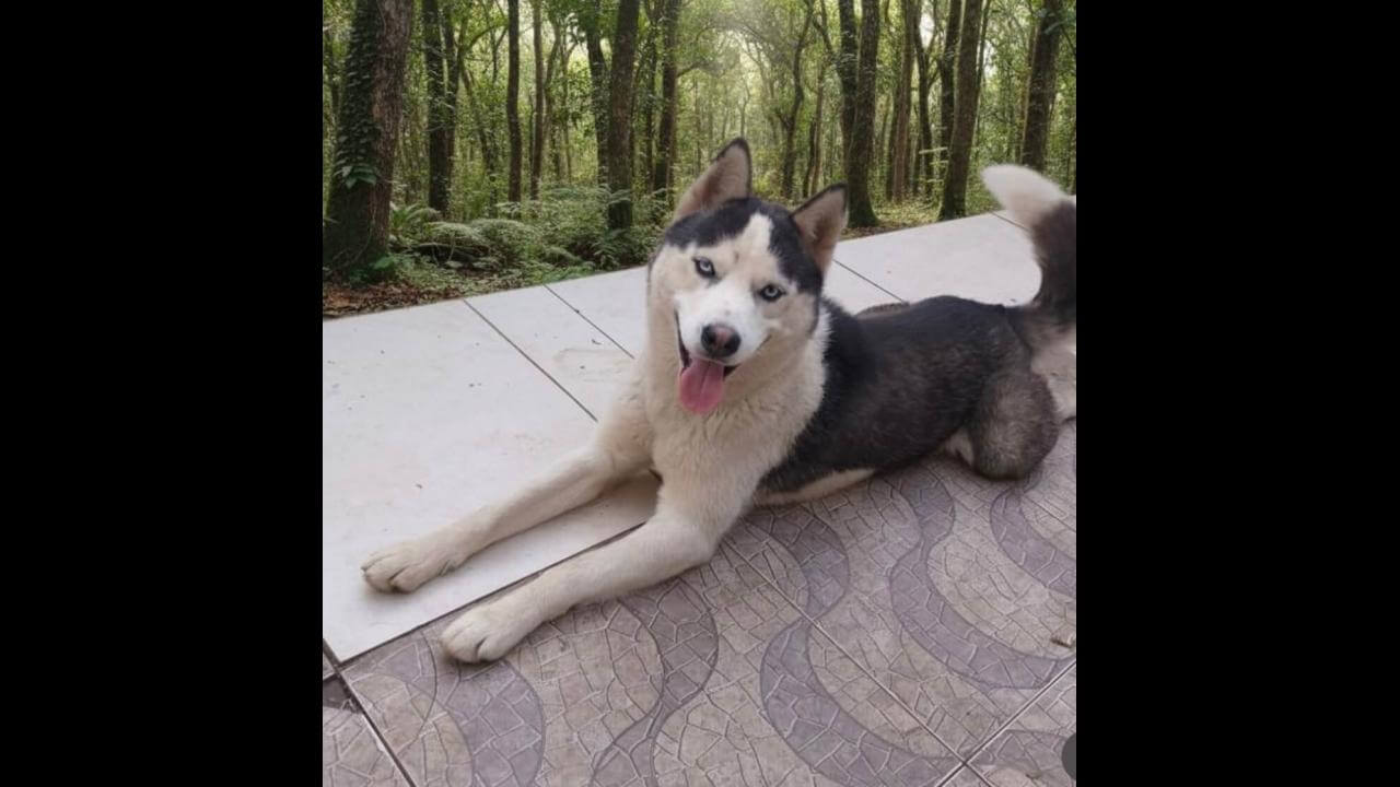 Cachorro Jack desapareceu no bairro Colonial
