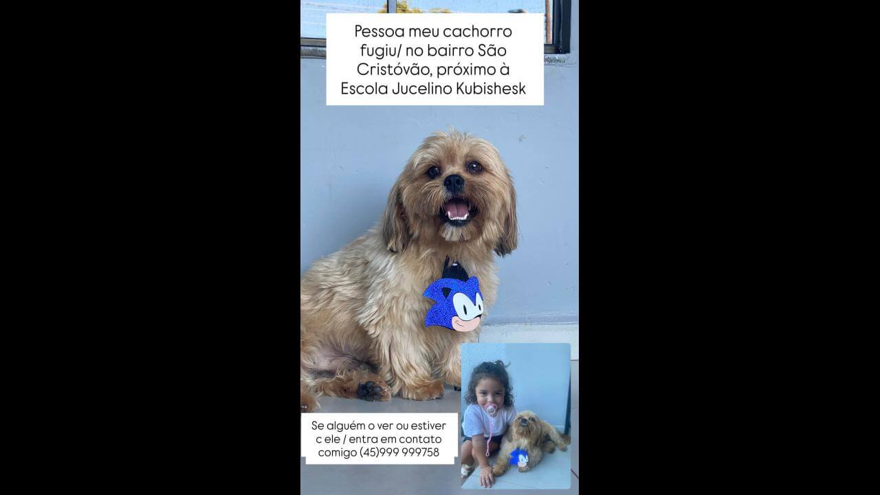 Cachorro Serelepi desapareceu no bairro São Cristóvão