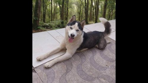 Cachorro Jake desapareceu no bairro Colonial Cachorro Jake desapareceu no bairro Colonial