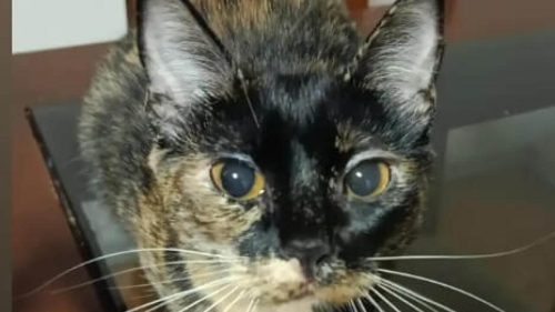 Gata Merenda/Meri-meri desapareceu no bairro Neva Gata Merenda/Meri-meri desapareceu no bairro Neva