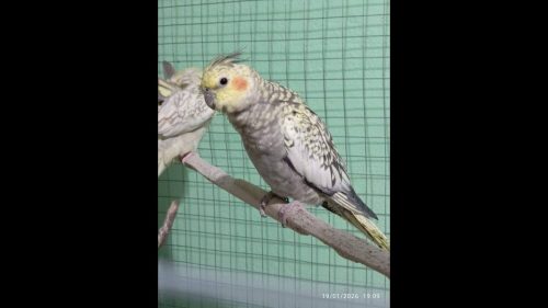 Calopsita Cloe desapareceu no bairro Periolo Calopsita Cloe desapareceu no bairro Periolo