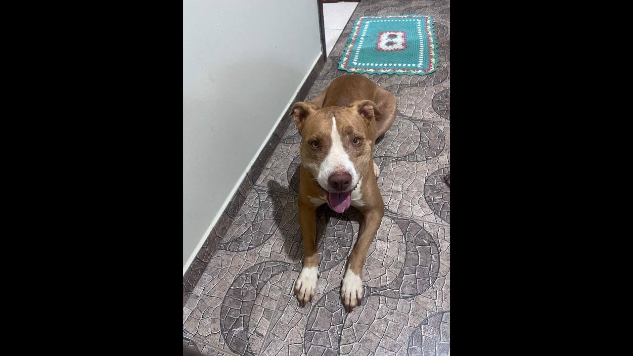 Cachorra Lilith desapareceu no bairro Floresta