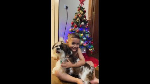 Cachorro Baby desapareceu no bairro São Cristóvão Cachorro Baby desapareceu no bairro São Cristóvão