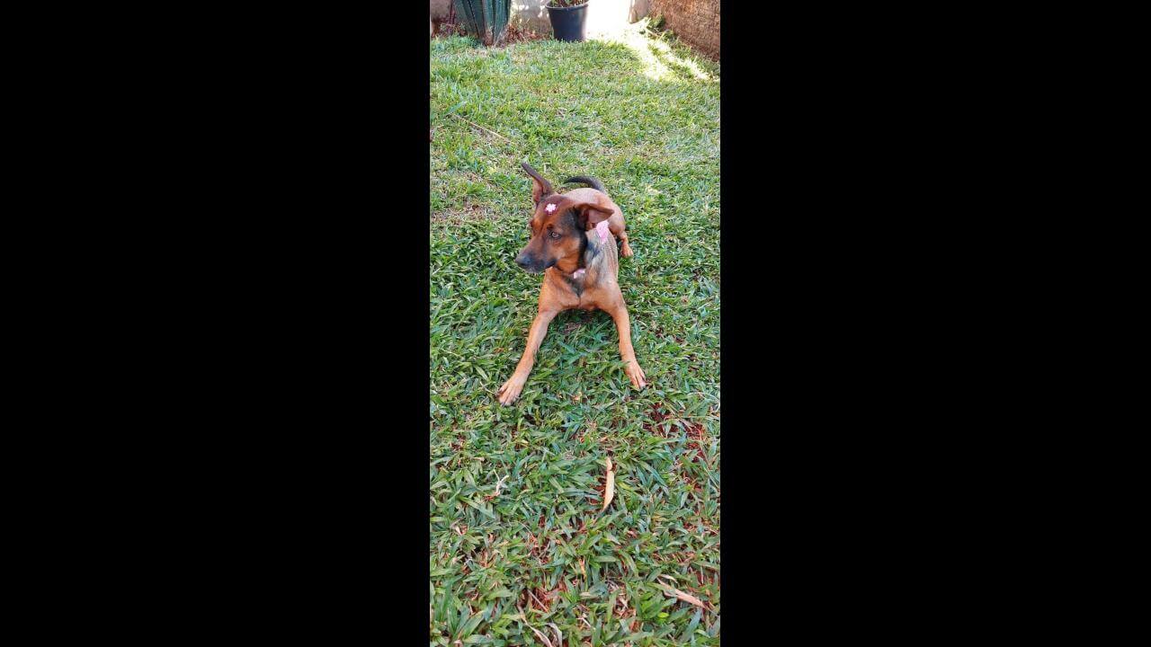 Cachorra Cacau desapareceu no bairro Santa Cruz