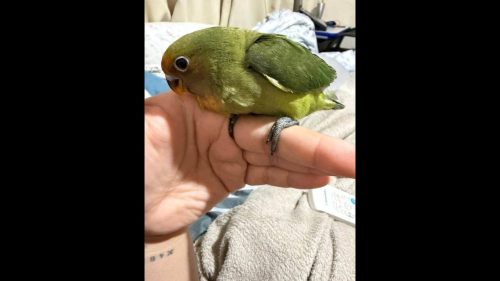 Filhote de Agapórnis desapareceu no bairro Alto Alegre Filhote de Agapórnis desapareceu no bairro Alto Alegre