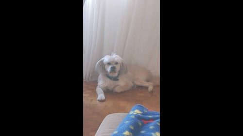 Cachorro Chump desapareceu no bairro Alto Alegre Cachorro Chump desapareceu no bairro Alto Alegre