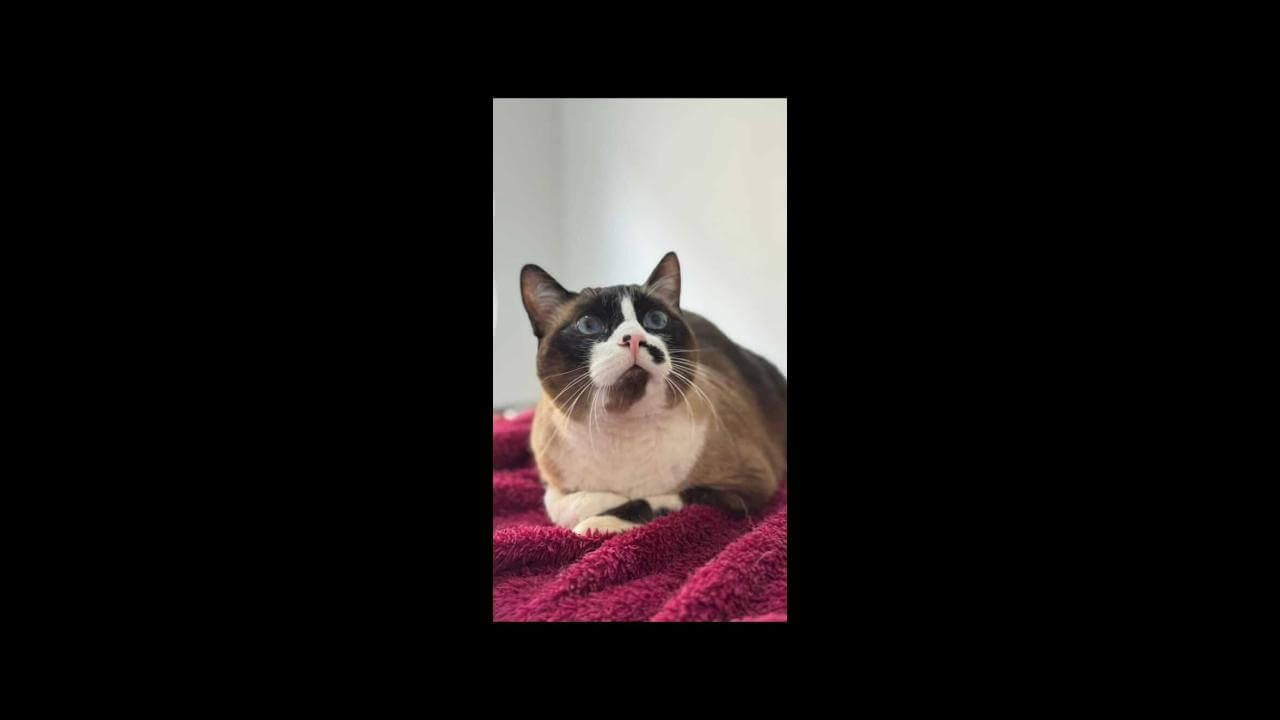 Gato Chico desapareceu no bairro Nova York Gato Chico desapareceu no bairro Nova York