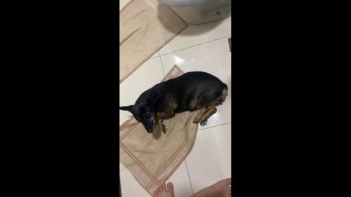 Cachorra Mel desapareceu no bairro Santa Cruz Cachorra Mel desapareceu no bairro Santa Cruz