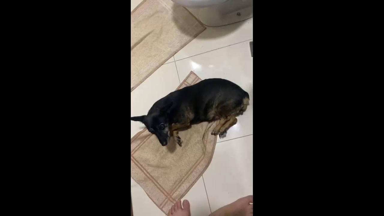 Cachorra Mel desapareceu no bairro Santa Cruz