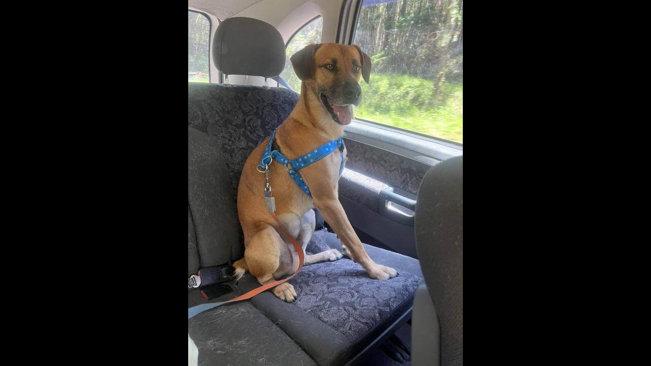 Cachorro Auceu desapareceu no bairro Country