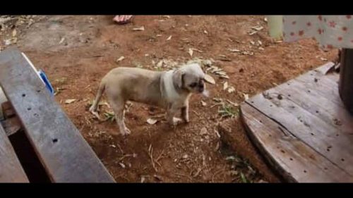 Cachorra Lilica desapareceu no bairro Santa Felicidade Cachorra Lilica desapareceu no bairro Santa Felicidade