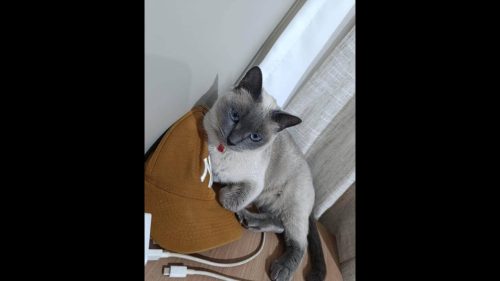 Gata Cacau desapareceu no bairro São Cristóvão Gata Cacau desapareceu no bairro São Cristóvão