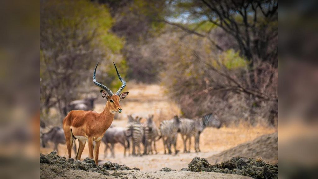 Dia Mundial da Vida Selvagem alerta para riscos à biodiversidade e mudanças climáticas