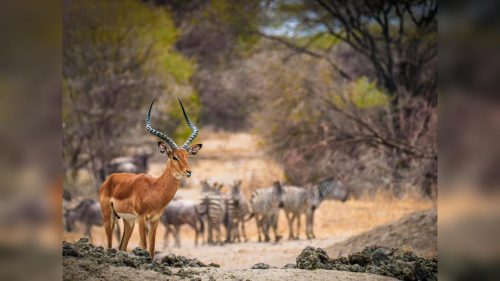 Dia Mundial da Vida Selvagem alerta para riscos à biodiversidade e mudanças climáticas