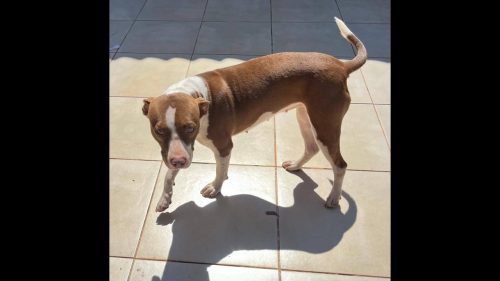 Cachorra é encontrada no bairro Recanto Tropical Cachorra é encontrada no bairro Recanto Tropical