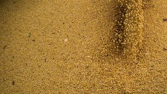 Agro cresce 11,7%, impulsiona PIB e ganha participação na economia