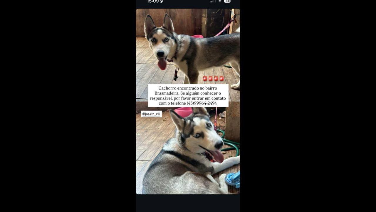 Cachorra é encontrada no bairro Brasmadeira
