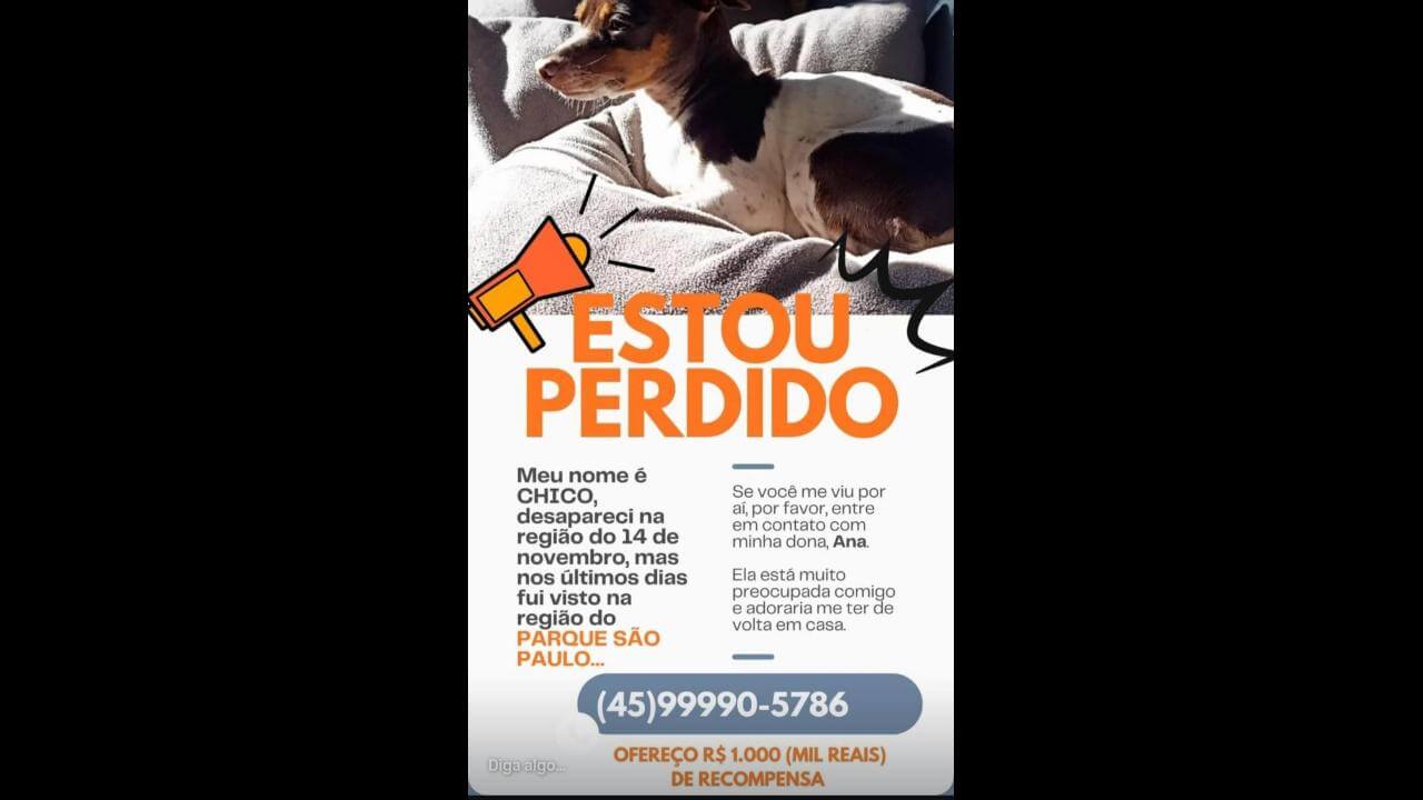 Cachorro Chico desapareceu no bairro Parque São Paulo
