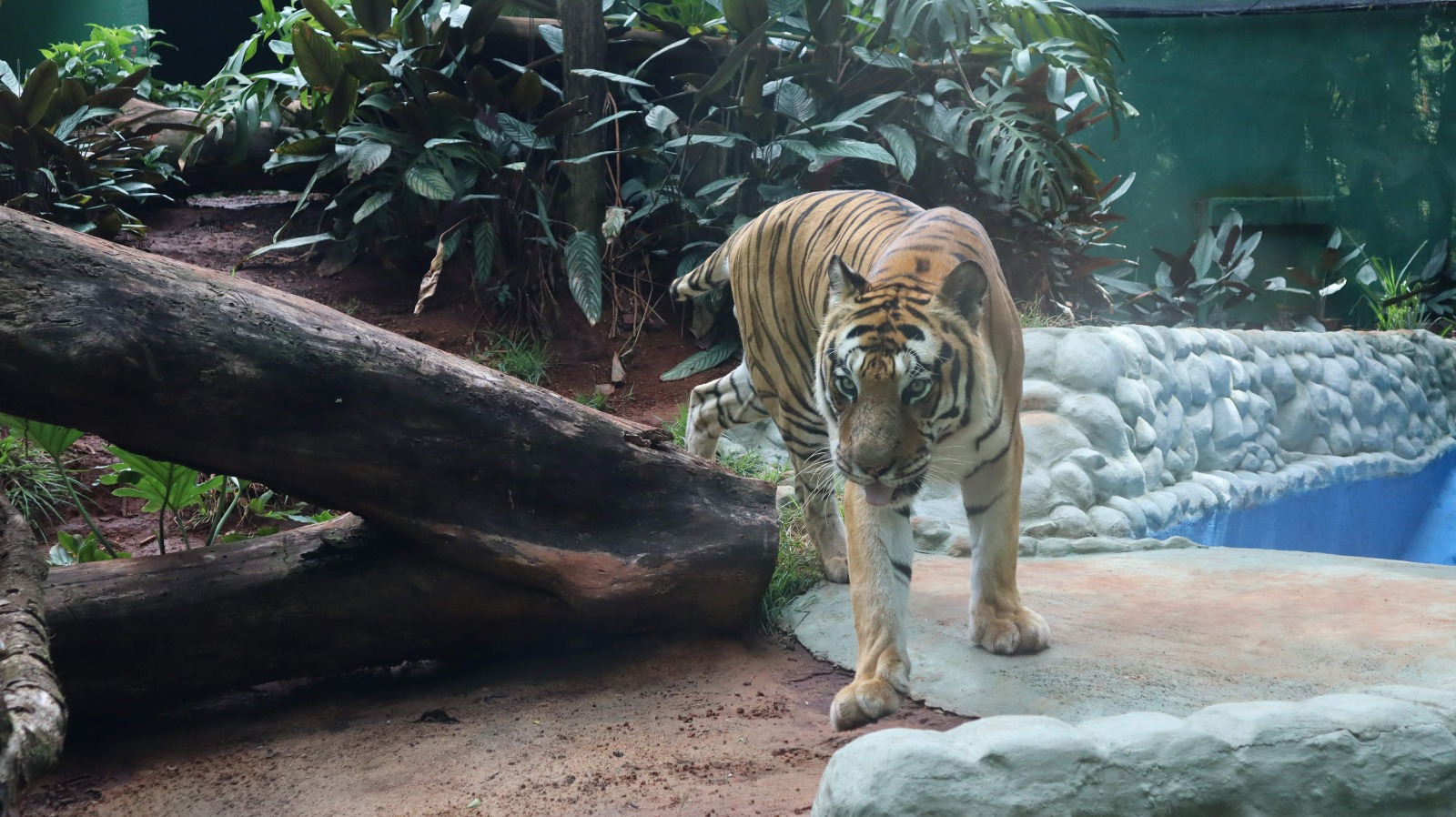 Zoológico de Cascavel abre agenda de visitas guiadas para escolas em 2026