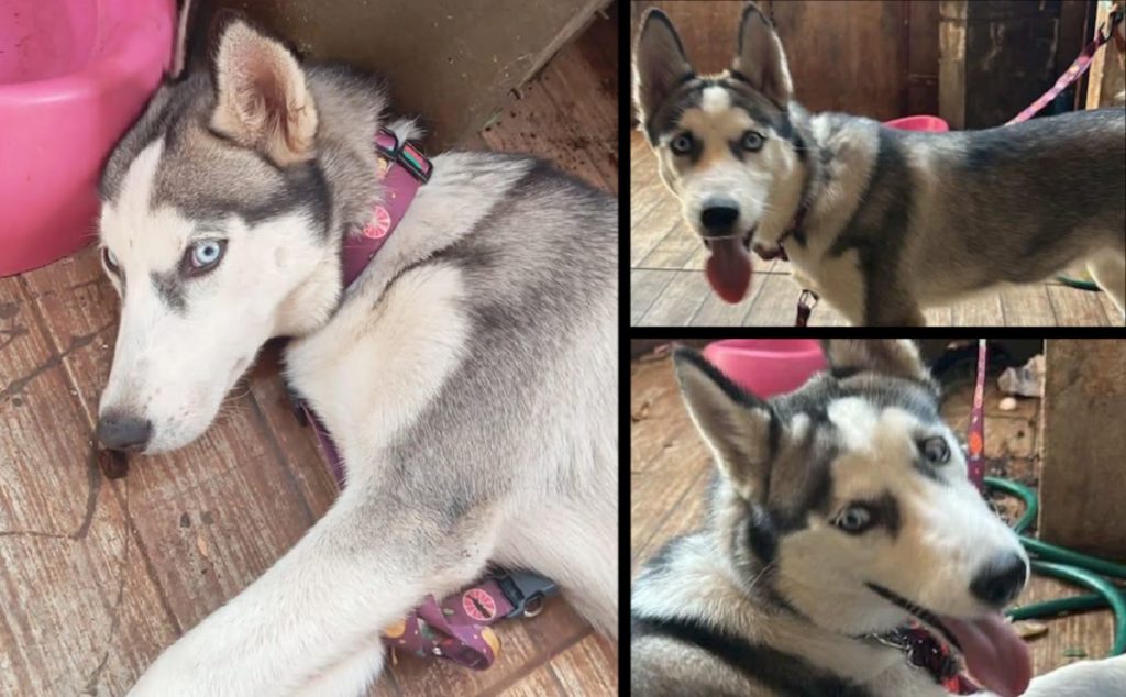 Husky siberiano é encontrado próximo à igreja do bairro Brasmadeira