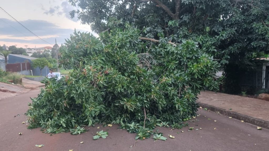 Galho de árvore cai e interdita via no Jardim Presidente em Cascavel