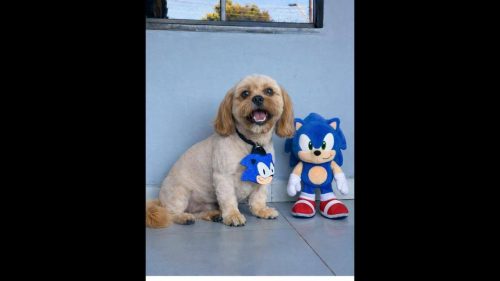 Cachorro Serelepi desapareceu no bairro São Cristóvão Cachorro Serelepi desapareceu no bairro São Cristóvão