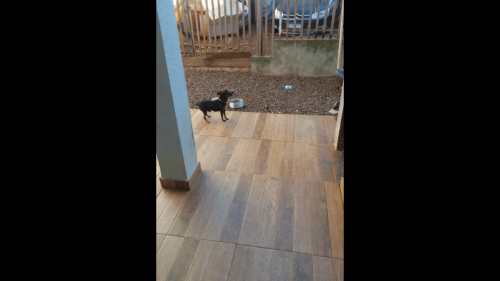 Cachorro Piloto desapareceu no bairro Universitário Cachorro Piloto desapareceu no bairro Universitário