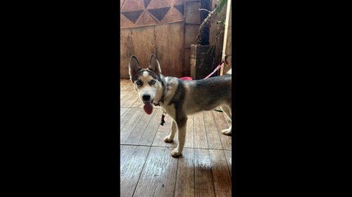 Cachorra é encontrada no bairro Brasmadeira Cachorra é encontrada no bairro Brasmadeira