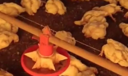 Falhas na energia provocam morte de 20 mil aves em granja no interior