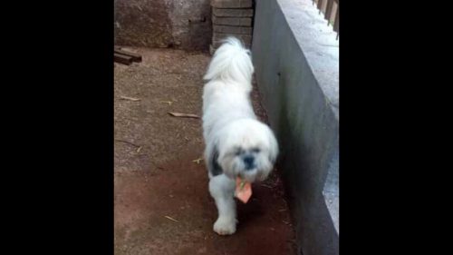 Cachorro é encontrado no bairro São Cristóvão Cachorro é encontrado no bairro São Cristóvão