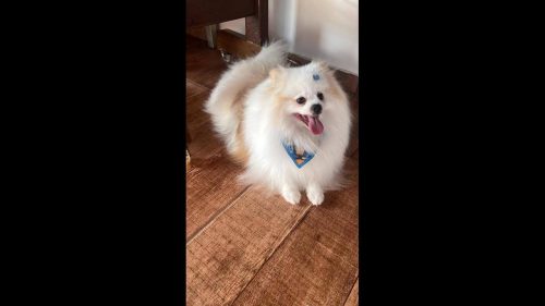 Cachorro apollo desapareceu no bairro Pioneiros Catarinenses Cachorro apollo desapareceu no bairro Pioneiros Catarinenses